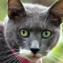 Recherche de gris chat cartes visite Chien