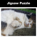 Search for outsider puzzles Animal