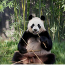 Recherche de panda géant Bambou