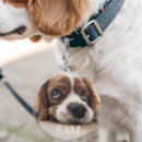 Recherche de animaux articles Dogs
