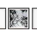 Search for pine cone posters Tree