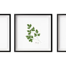 Recherche de persil posters Chef