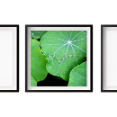 Search for dew drop art Water drops