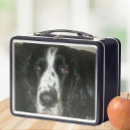 Search for black and white spaniel Pets