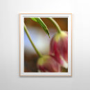 Recherche de vie verte posters Photographie