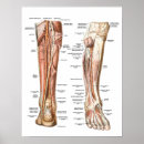 Recherche de anatomie pied posters Médical
