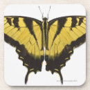 Recherche de machaon photographie Papillons