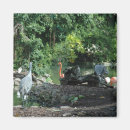 Search for orlando florida magnets Nature