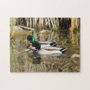 Search for mallard duck puzzles Beautiful