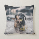 Search for black labrador pillows Cute