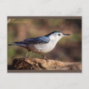 Search for white breasted nuthatch postcards Nature