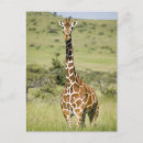 Search for giraffe looking postcards Kenya