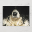 Search for noses photography Pet