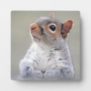 Search for squirrel plaques Rodent