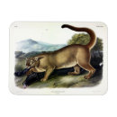 Recherche de puma magnets Lion de montagne