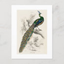 Search for peacock print postcards Vintage