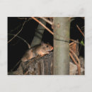 Search for hide postcards Wildlife