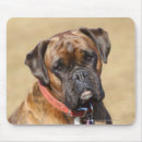 Recherche de chien boxeur tapis souris Brindle