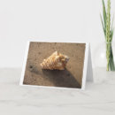 Search for conch shell cards Nature