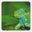 Search for tropical lizard stickers Green