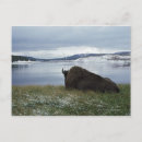 Search for yellowstone bison postcards Usa