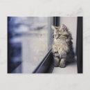 Recherche de chat persan posters Horizontale