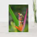 Search for red eyes cards Amphibian