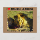 Recherche de lion cartes postales Safari