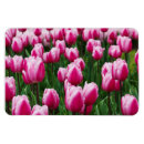 Recherche de tulipes roses magnets Nature