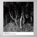Search for root photography Black and white