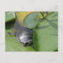Recherche de tortue peinte cartes postales Nature