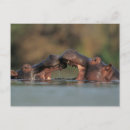 Search for aggressive postcards Animal