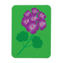 Recherche de géranium magnets Plante