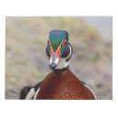 Recherche de plongée blocsnotes Faune