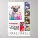 Recherche de le carlin posters Pour animaux