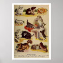 Search for cat breed posters Kitten