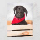 Recherche de chiot labrador cartes postales Récupérateur