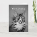 Search for american shorthair cards Kitty