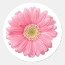 Search for single flower stickers Daisy