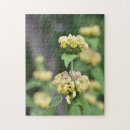 Recherche de fleur jaune puzzles Botanique