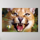 Recherche de caracal posters Wildcat