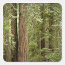 Search for california coast stickers Green