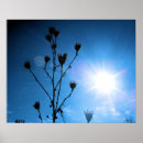 Recherche de tba posters Nature