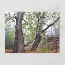 Search for cyprus postcards Tree