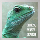Search for water dragon art Lizard