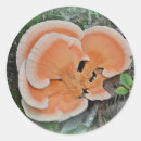 Search for fungi stickers Foraging
