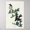 Search for sided posters Bird