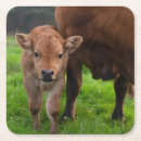 Search for dairy farm barware Livestock