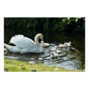 Search for swan posters White