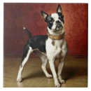 Search for french bulldog tiles Animal